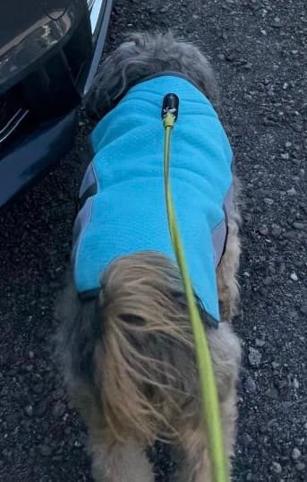 Customer photo review of TruePet Kühlweste Pro™ | Kühlweste & Geschirr in einem | Verdunstungskühlung · Reflektierend · Verstellbar | S–XXXL
