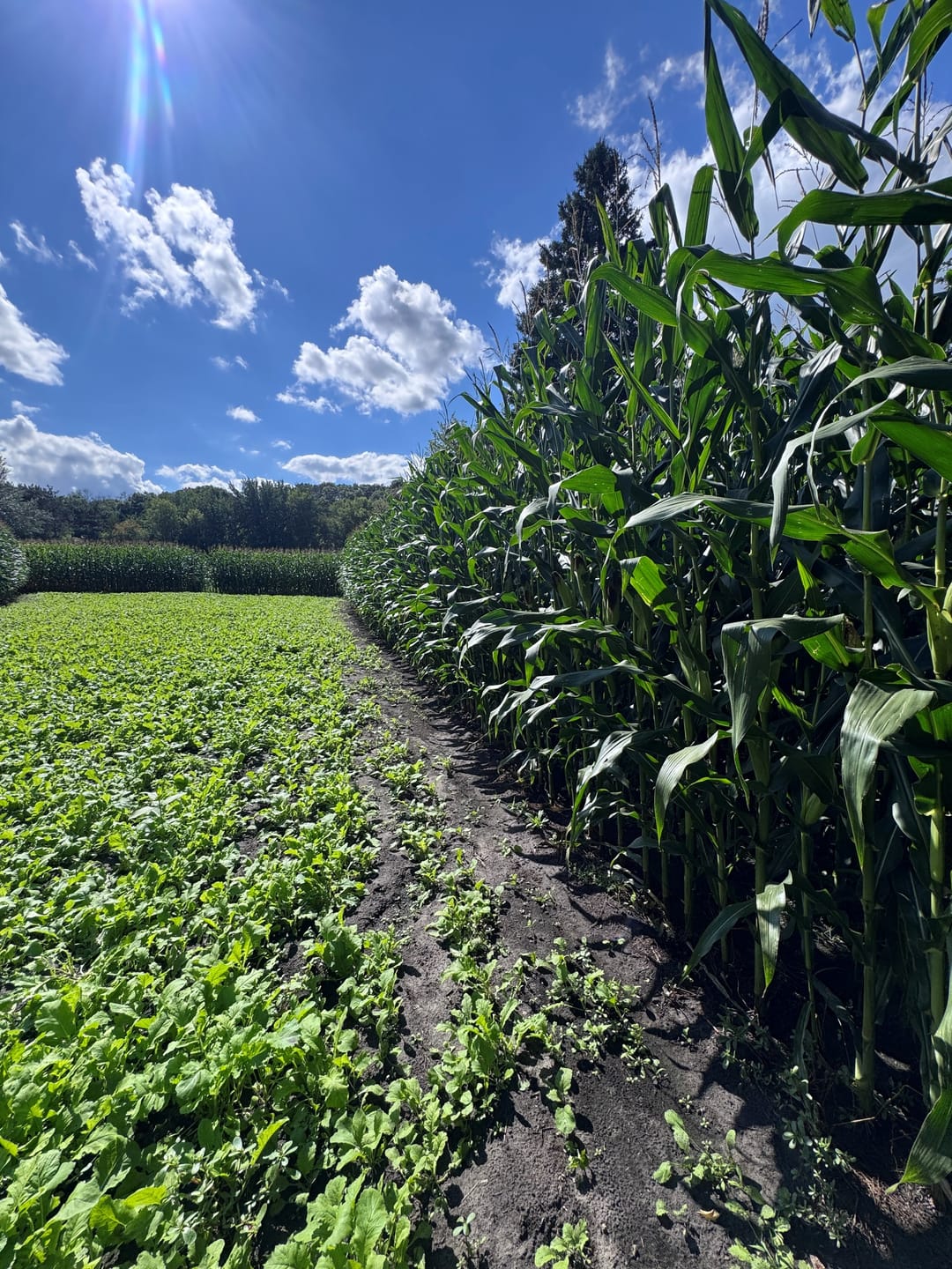 Customer photo review of Glyphosate Tolerant Wildlife Seed Corn