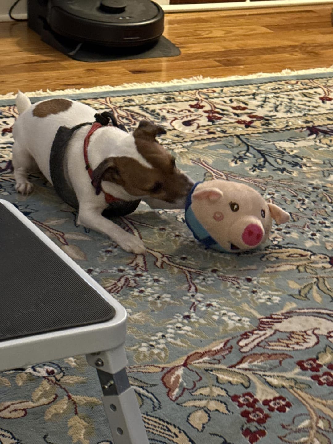 Customer photo review of Pig Pig