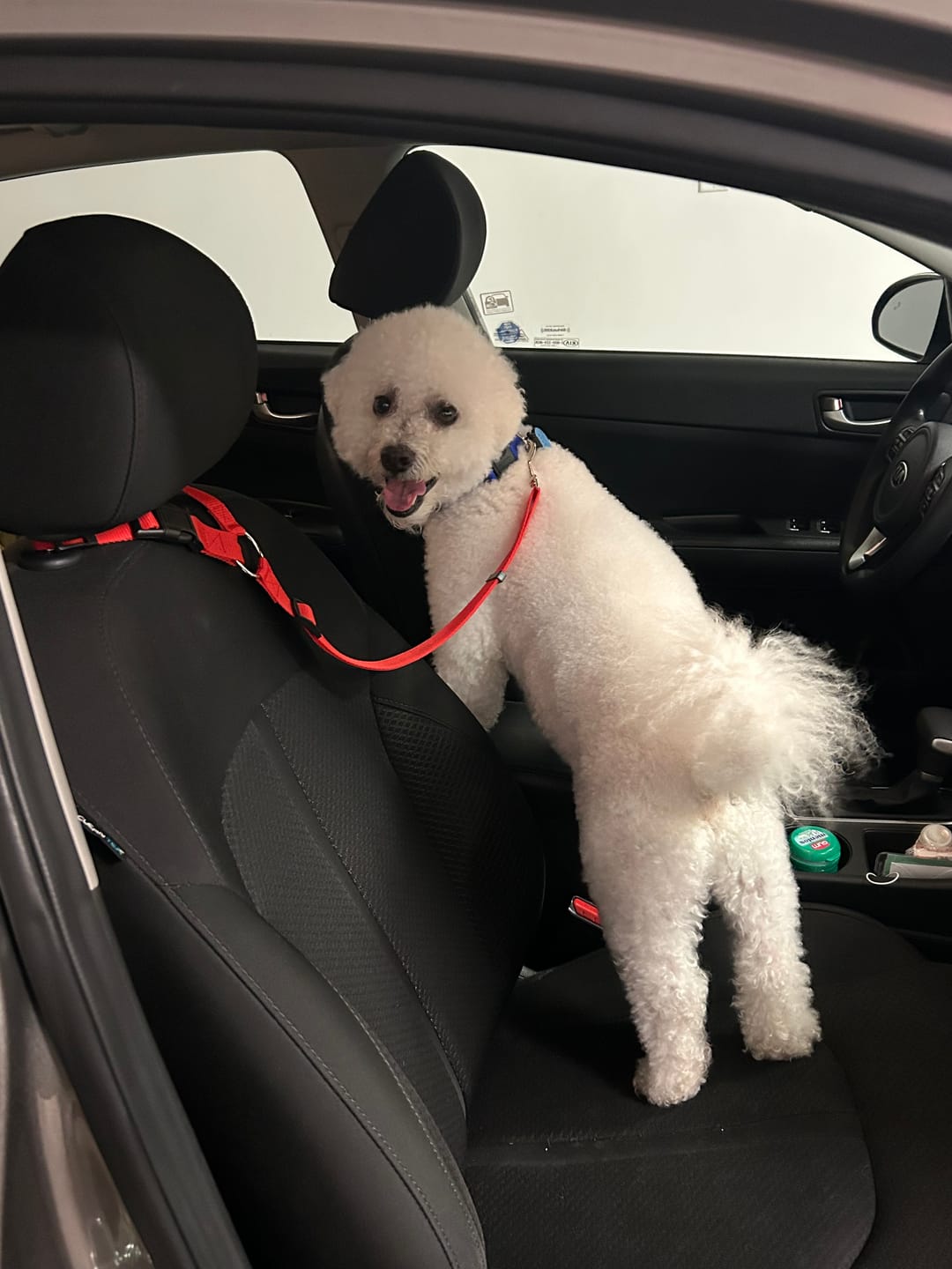 Customer photo review of 2 Pack Adjustable Headrest Car Dog Safety Seatbelt