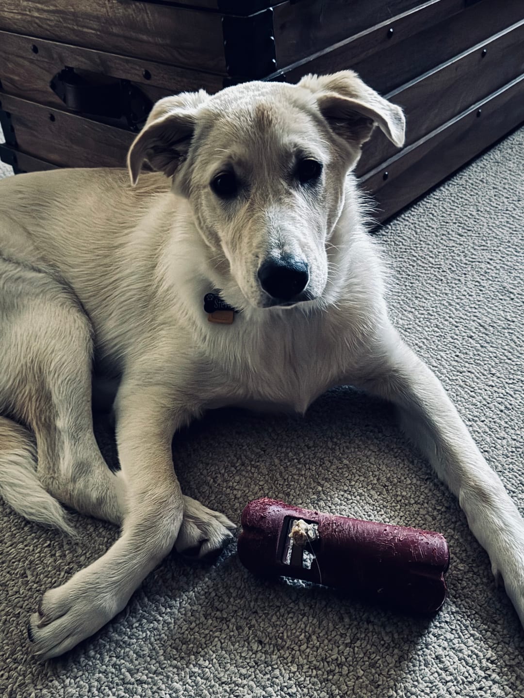 Customer photo review of 6 Inch Jumbo Bully Stick
