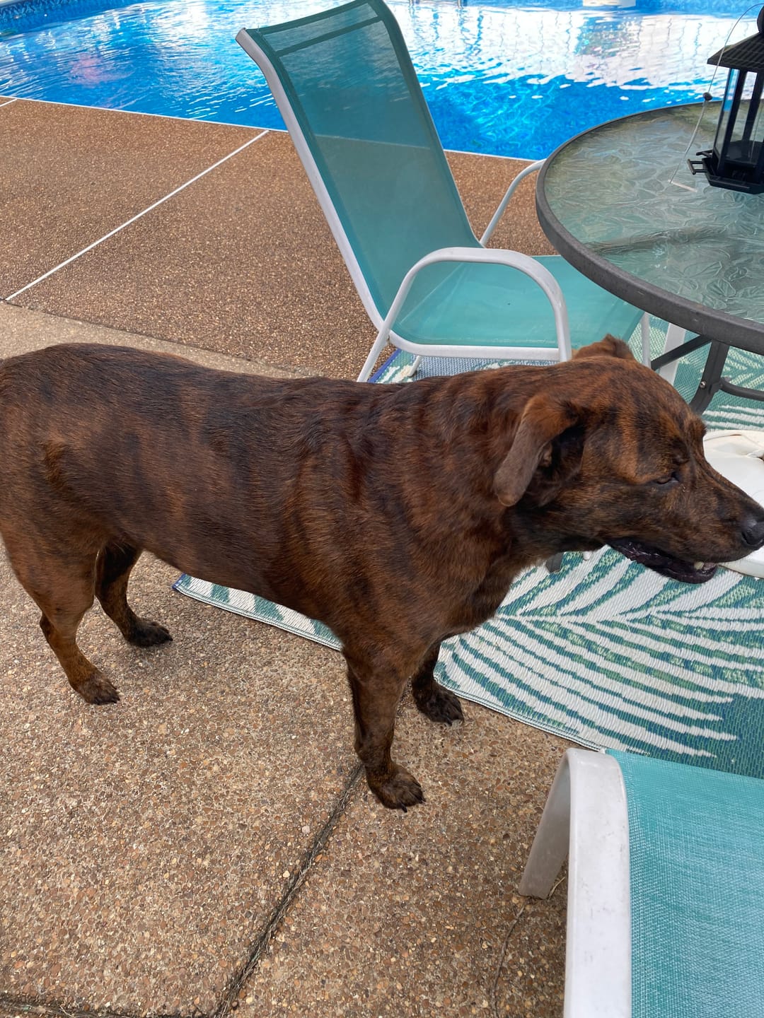Customer photo review of K9 Belly Bliss