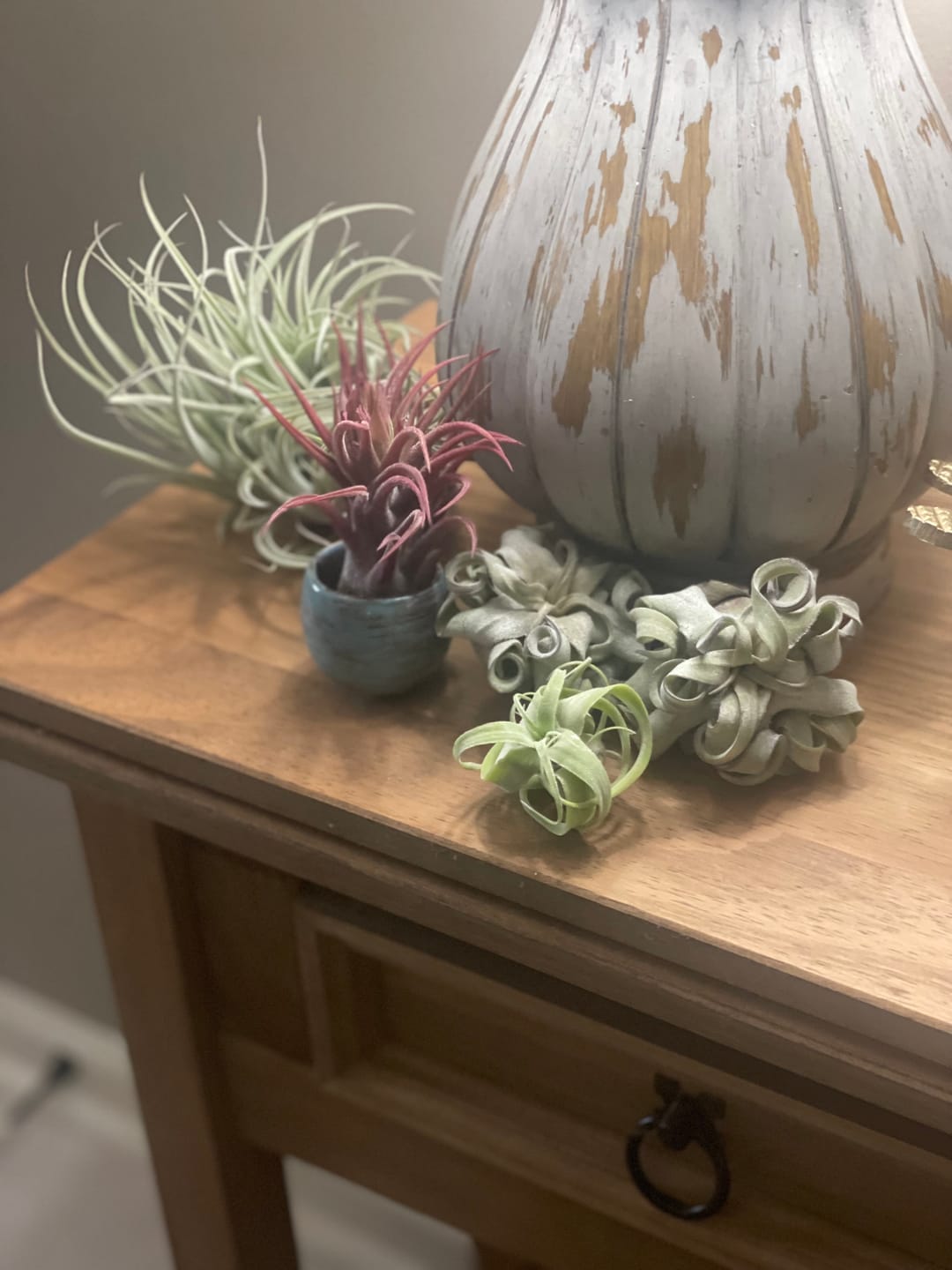 Customer photo review of Air Plant Mystery Box  Curated Tillandsia Collection  5 Tiers Available