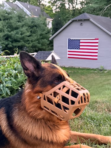 Customer's Shepherd dog wearing a tan Muzzle Head Strap outdoors in a grassy yard.