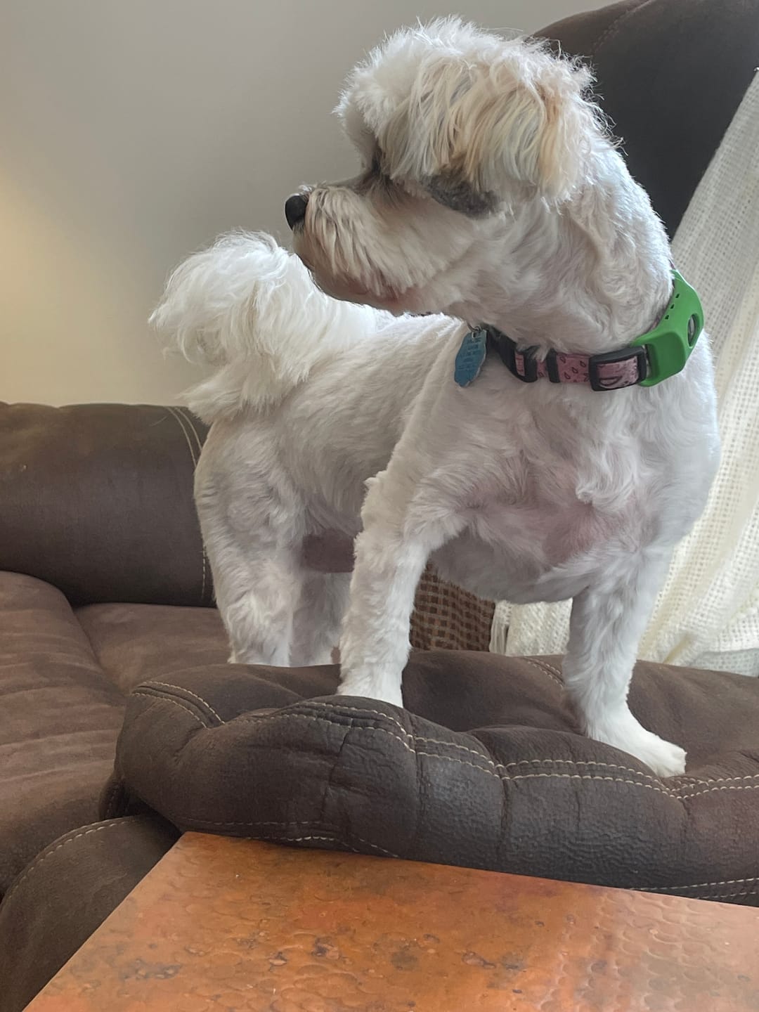 Customer photo review of FurLife Shipping Protection