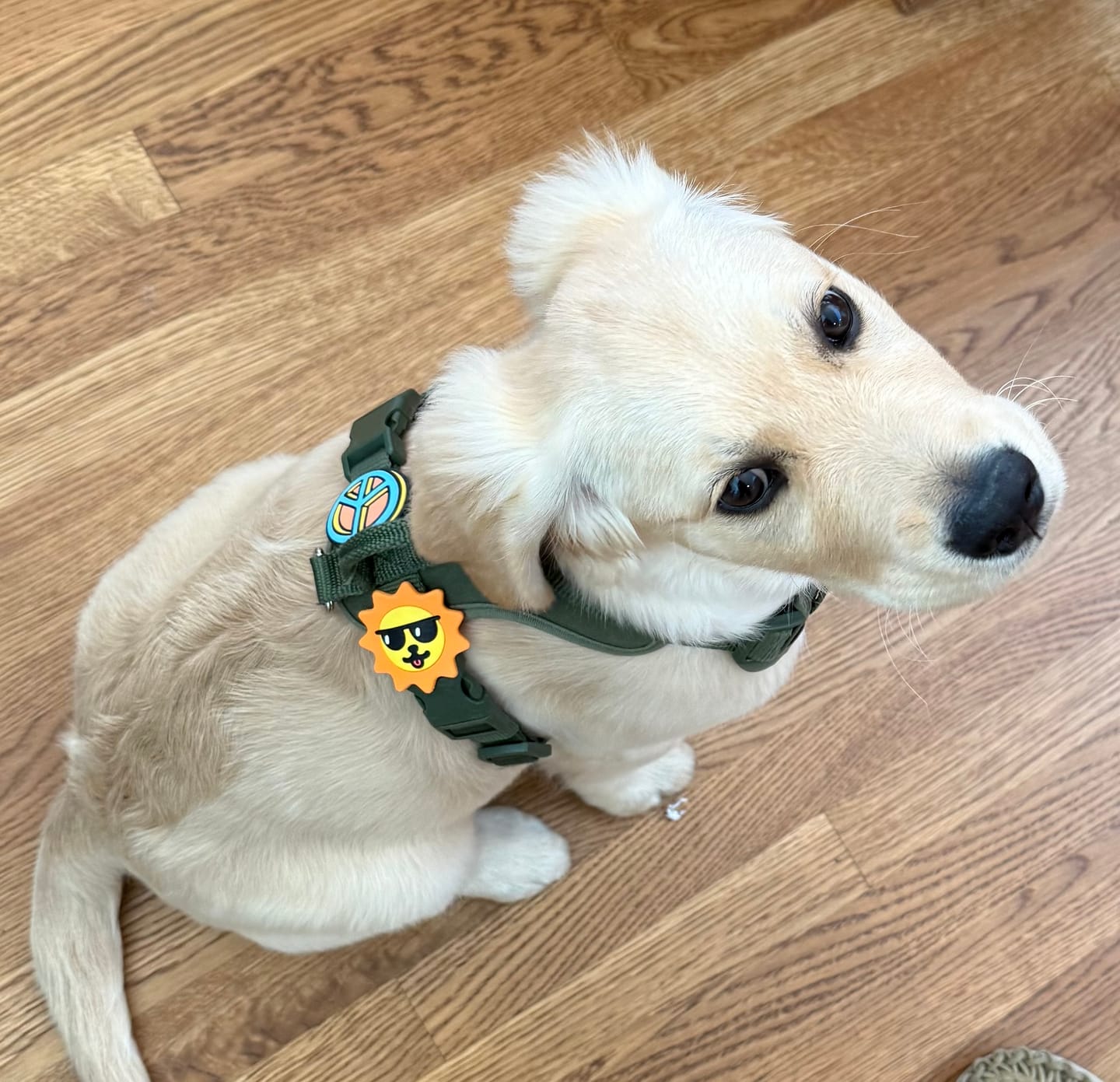 Customer photo review of Peace Dog Jiby Dog Charm