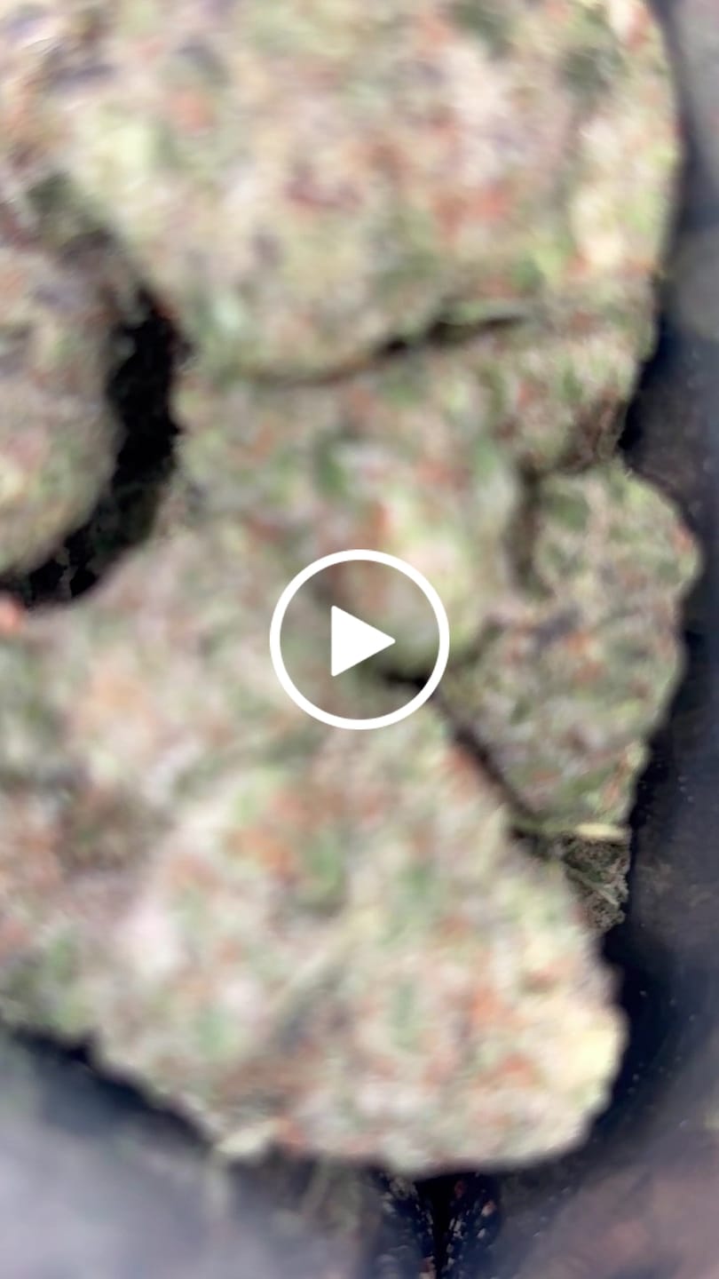 Customer video review of Royal Gas Indoor THCA