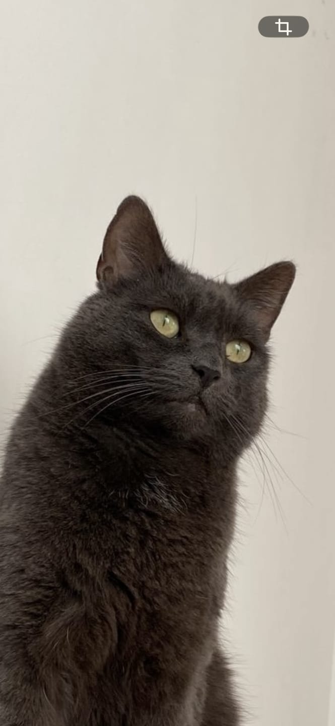 Customer photo review of Anti-Itch Cat Chews Twin Pack