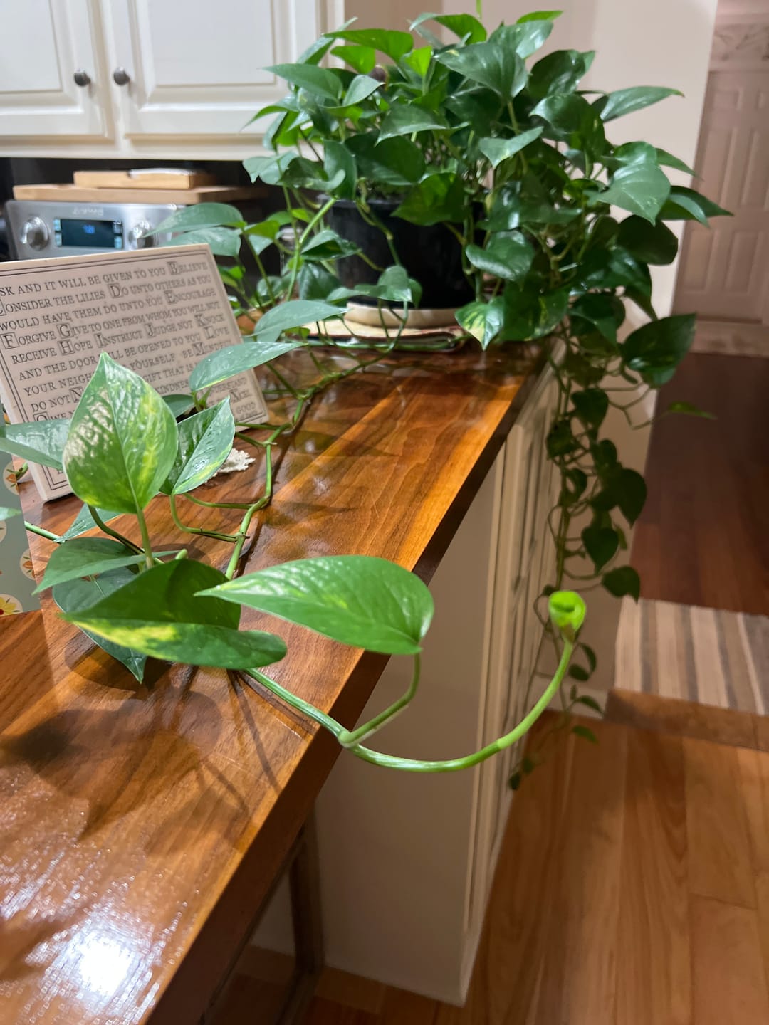Customer photo review of Ancient Soil Organic Living Soil