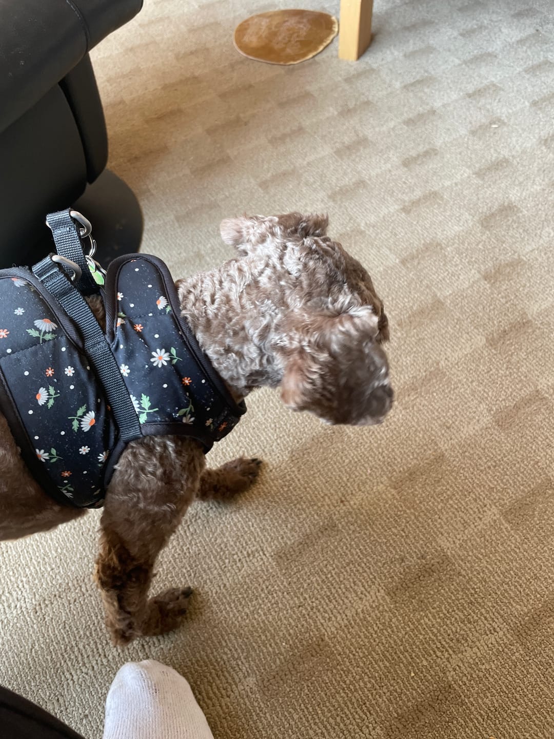 Customer photo review of Dogshood ™ Easy On