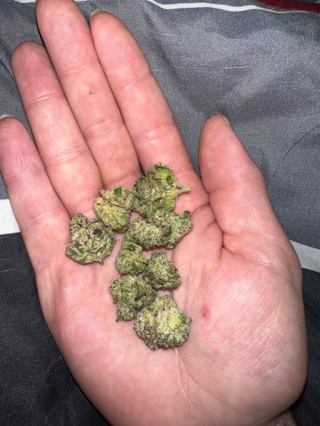 Customer photo review of Zkittlez THCA Flower (Budget)