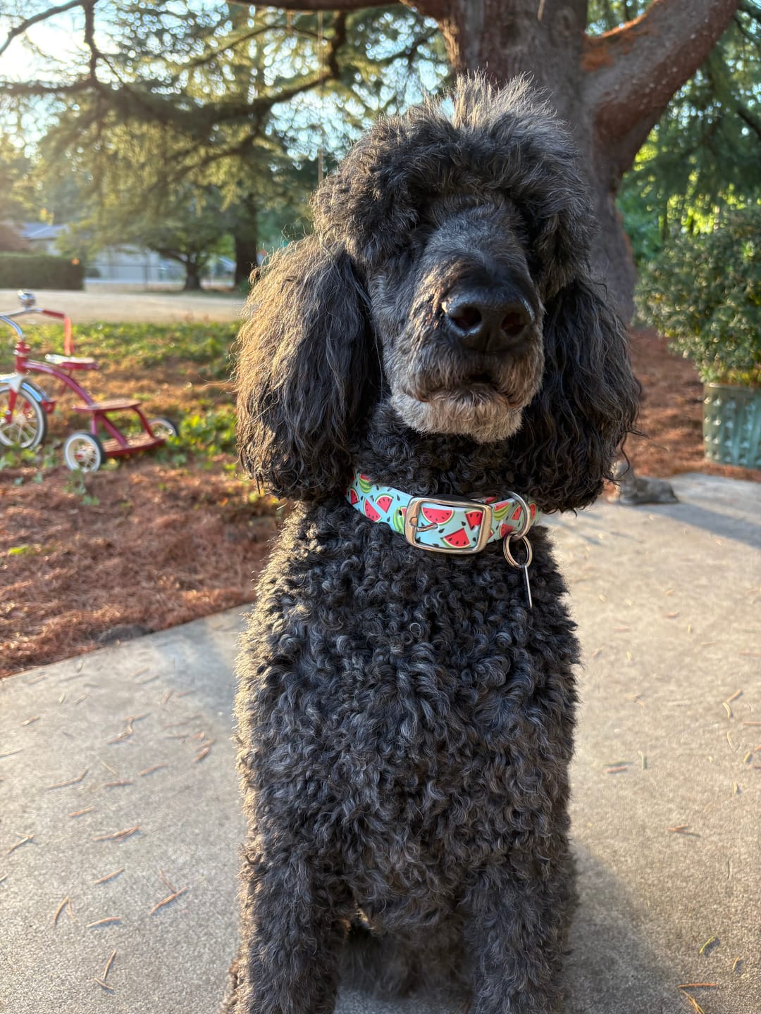 Customer photo review of Sliced Watermelon Dog Collar