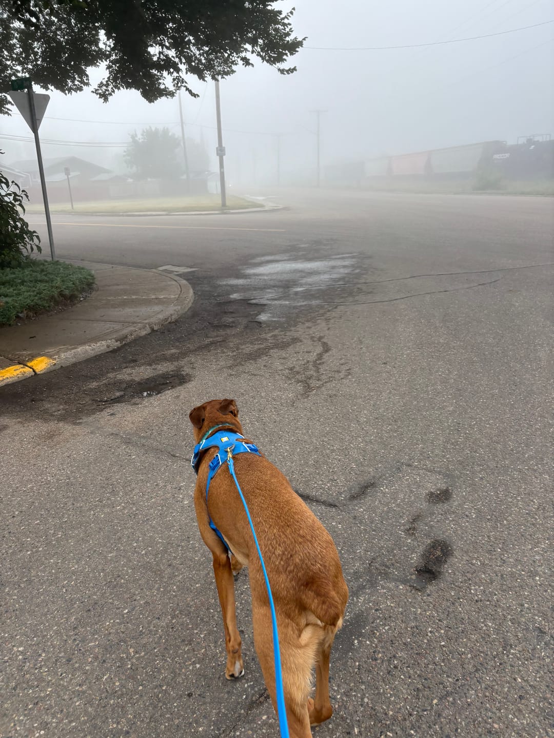 Customer photo review of Bluebell - Classic Biothane Dog Leash