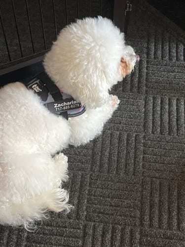 Customer's white dog wearing a patterned pink camouflage Front D-Ring Attachment harness with a personalized name patch.