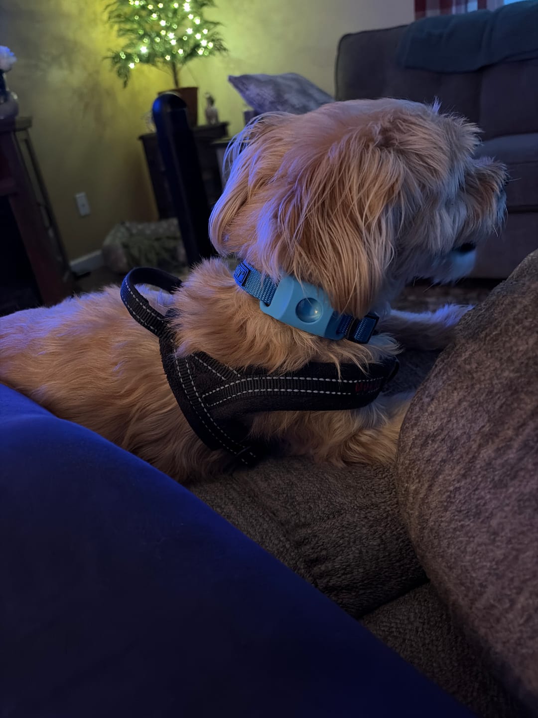 Customer photo review of FurLife™ - 12 Months All Natural Flea and Tick Tags for Dogs