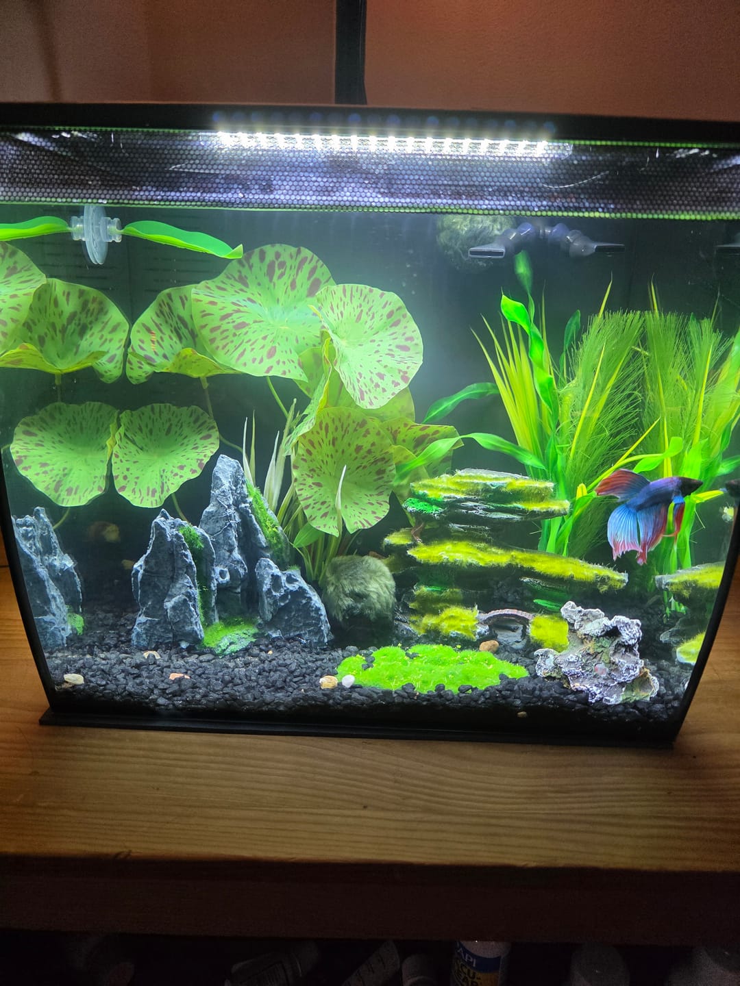 Customer photo review of Fluval Flex 2.0 Aquarium Kit Black - 2 sizes