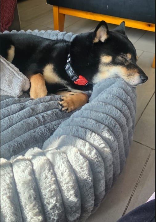 Customer photo review of Luxury Edition: Cama Anti-Estrés THE DOGS