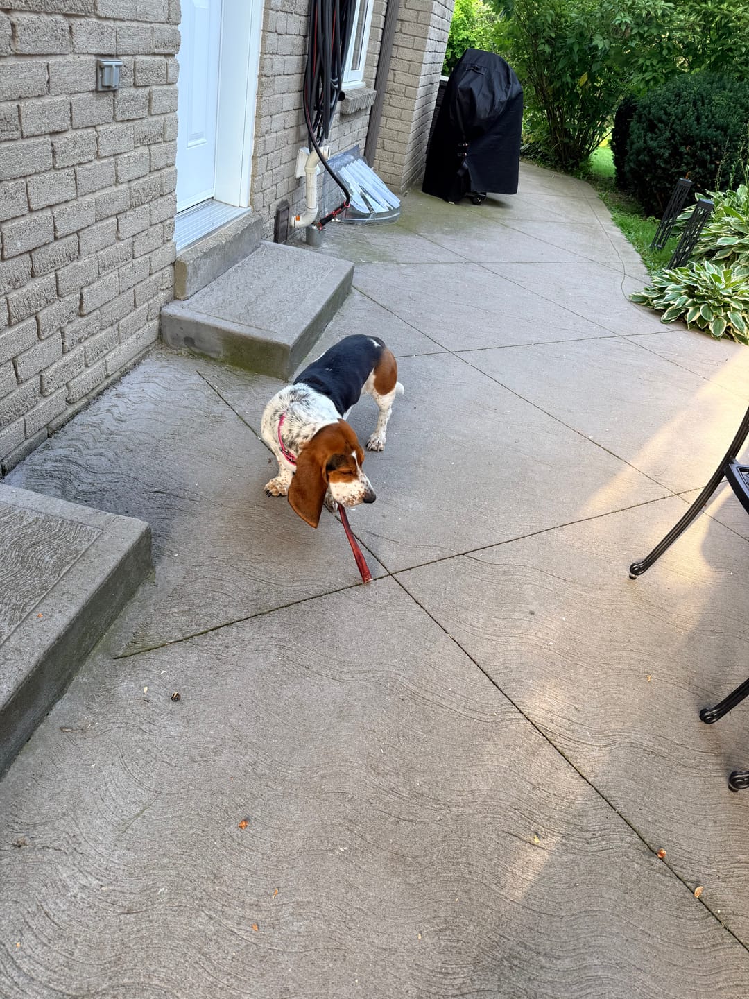 Customer photo review of 12 Inch Standard Bully Stick