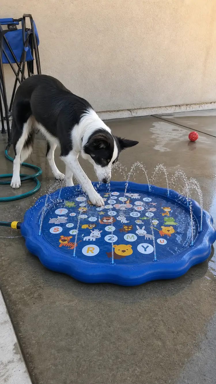 Customer photo review of AquaPaw Dog Splash Pad & Sprinkler Mat