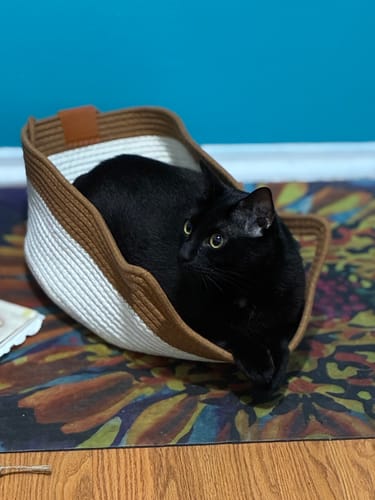 Customer's black cat curled up inside the white and brown woven rope Instinct Basket on a patterned mat.