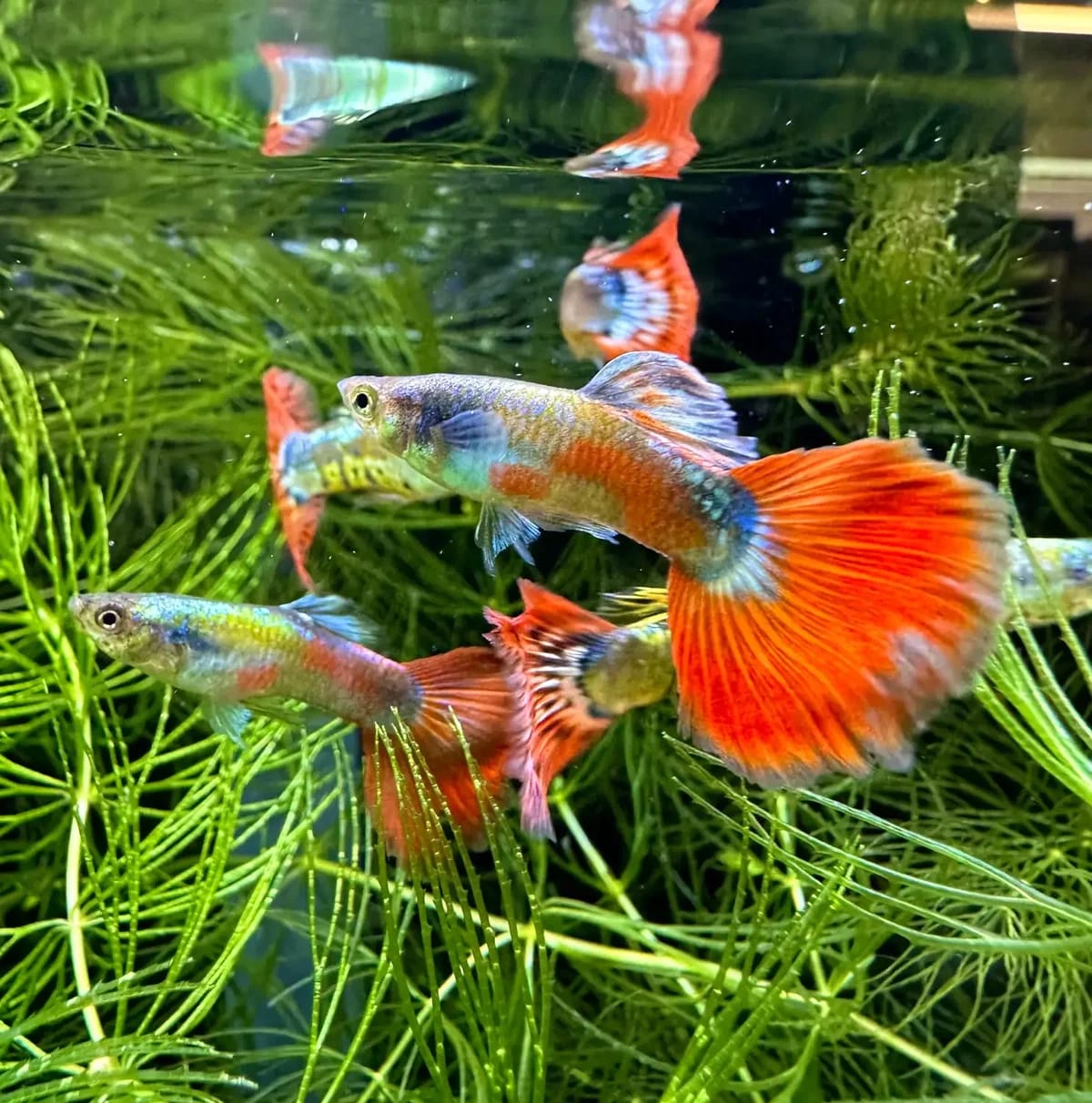 Customer photo review of Dumbo Santa Claus Guppy Fish