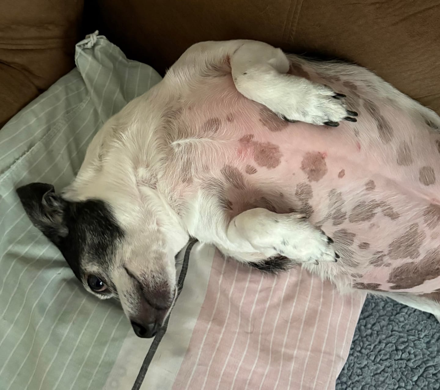 Customer photo review of Sensitive Skin Dog Shampoo - 8oz  Concentrated
