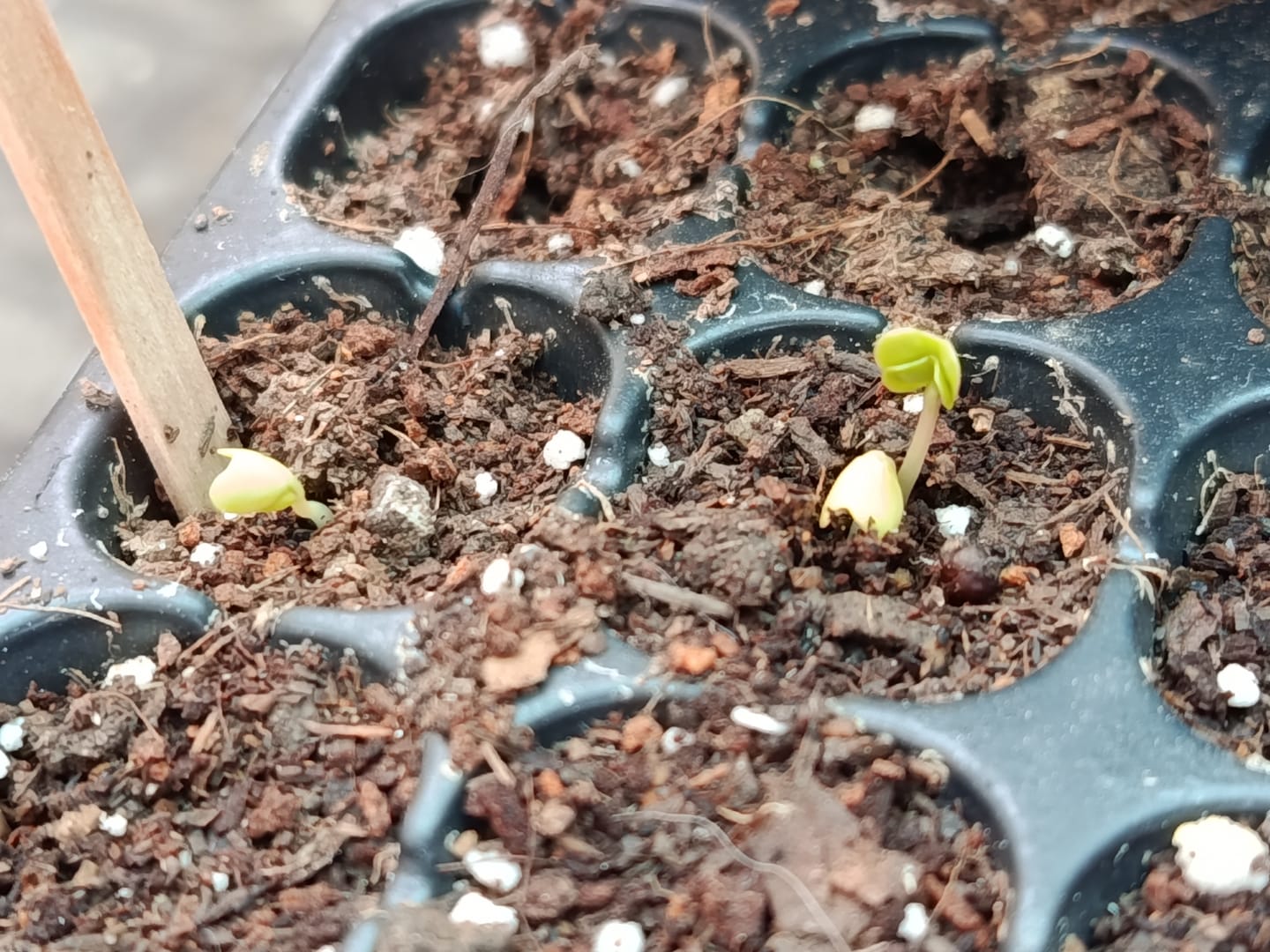 Customer photo review of Semillas Tomate Black Cherry