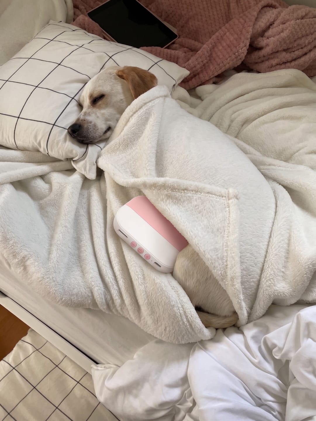 Customer photo review of PawSpa® Calmy™ — Sonidos de Relajación para Mascotas