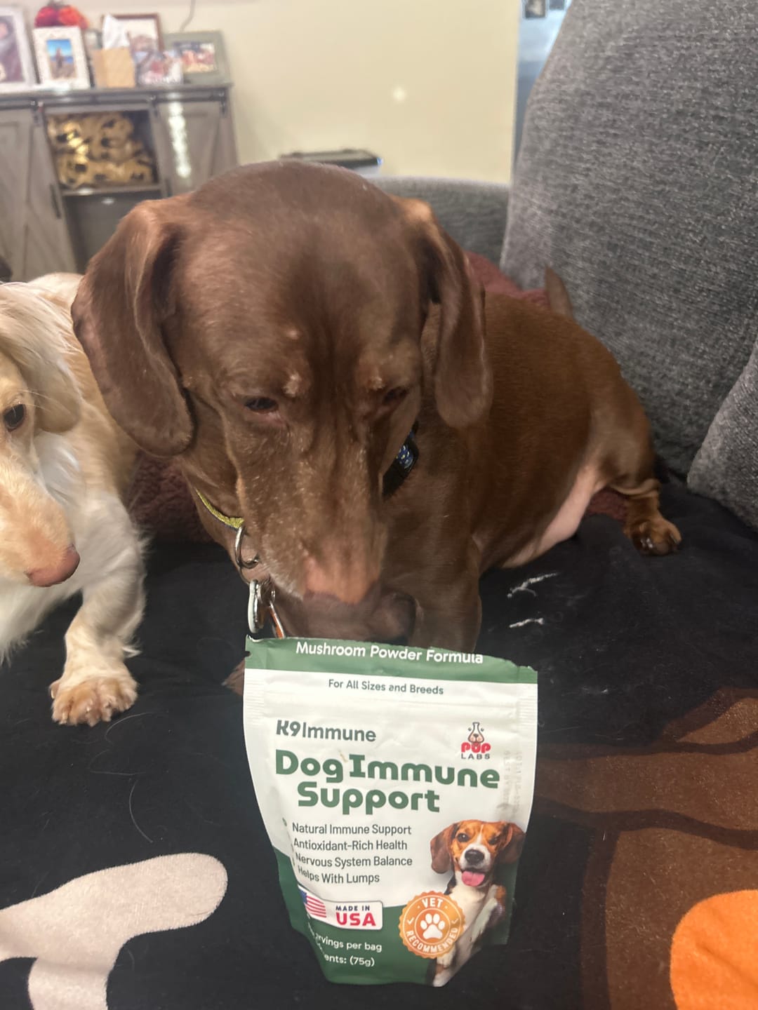 Customer photo review of K9 Immune™