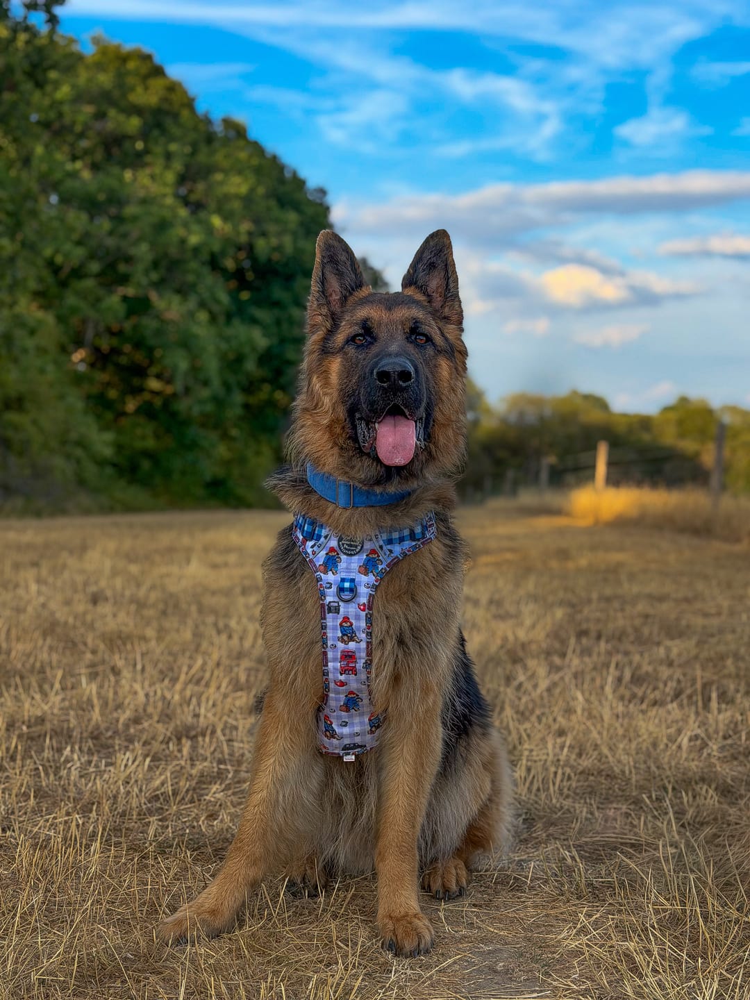 Customer photo review of Paddington™ Tough Trails™ Harness - London