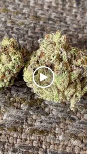 Customer video review of THC-A Flower Blueberry Muffin