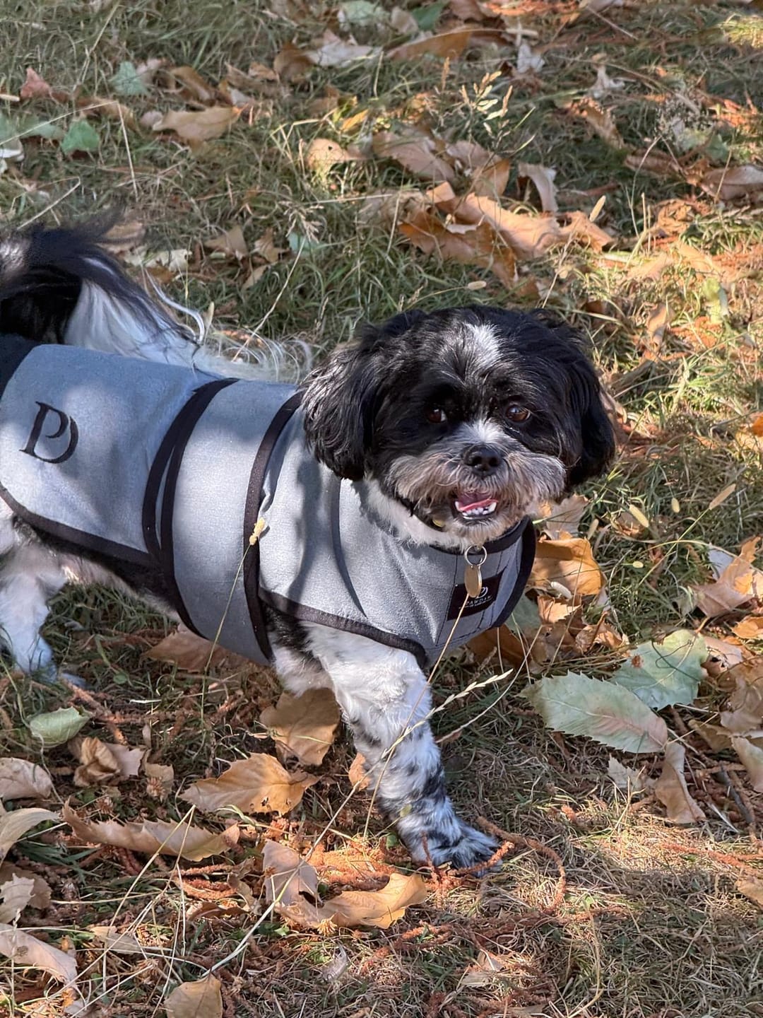 Customer photo review of Luxury Dog Cooling Coat