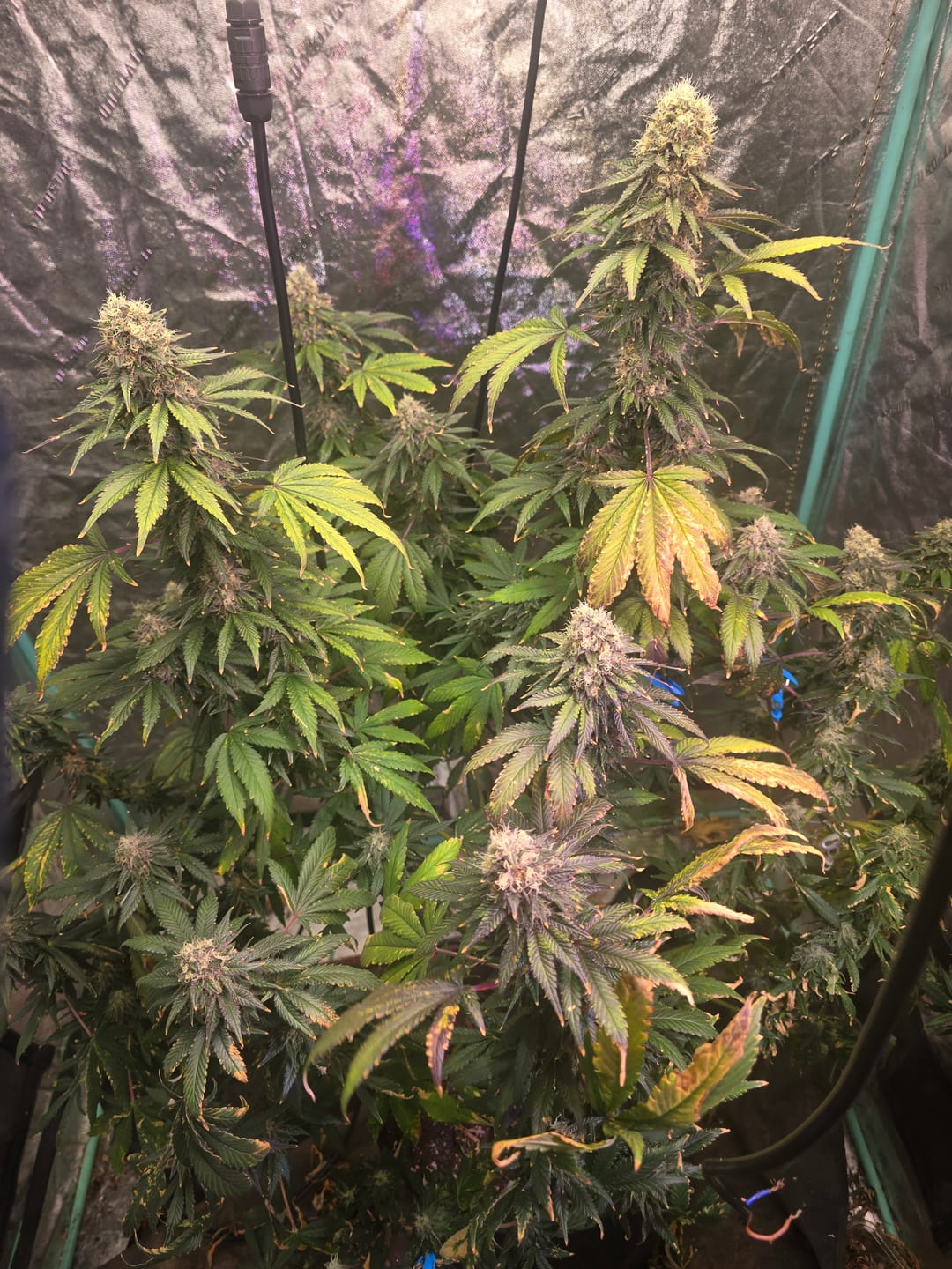 Customer photo review of Fish Shit Organic Soil Conditioner