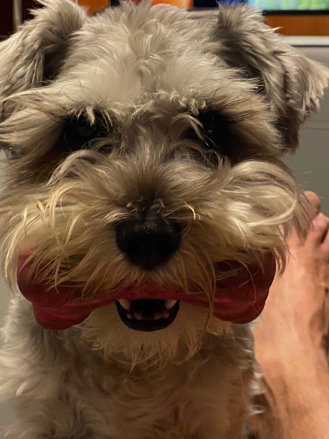 Customer photo review of Miniature Schnauzer Oatmeal Shampoo with Aloe 16 oz