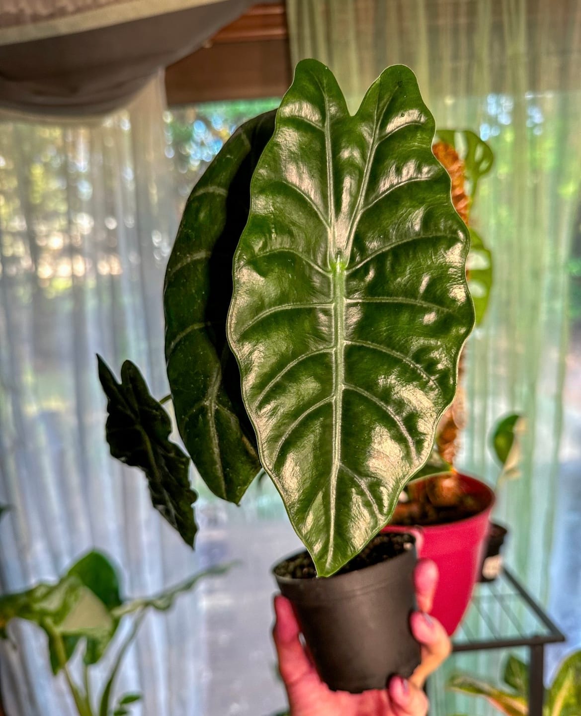 Customer photo review of Alocasia 'Chantrieri'