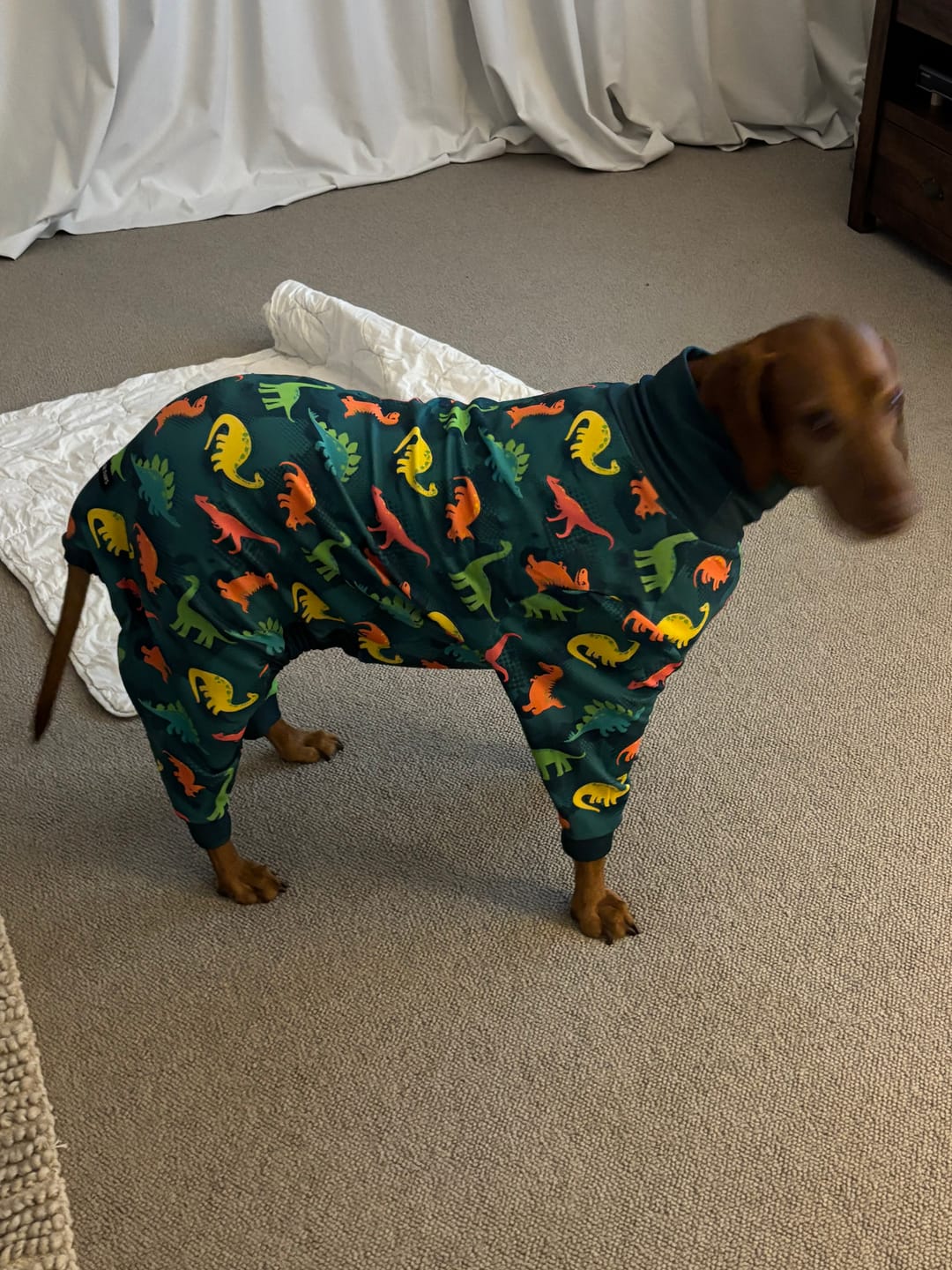Customer photo review of Dog Pajama - Dinosaurs