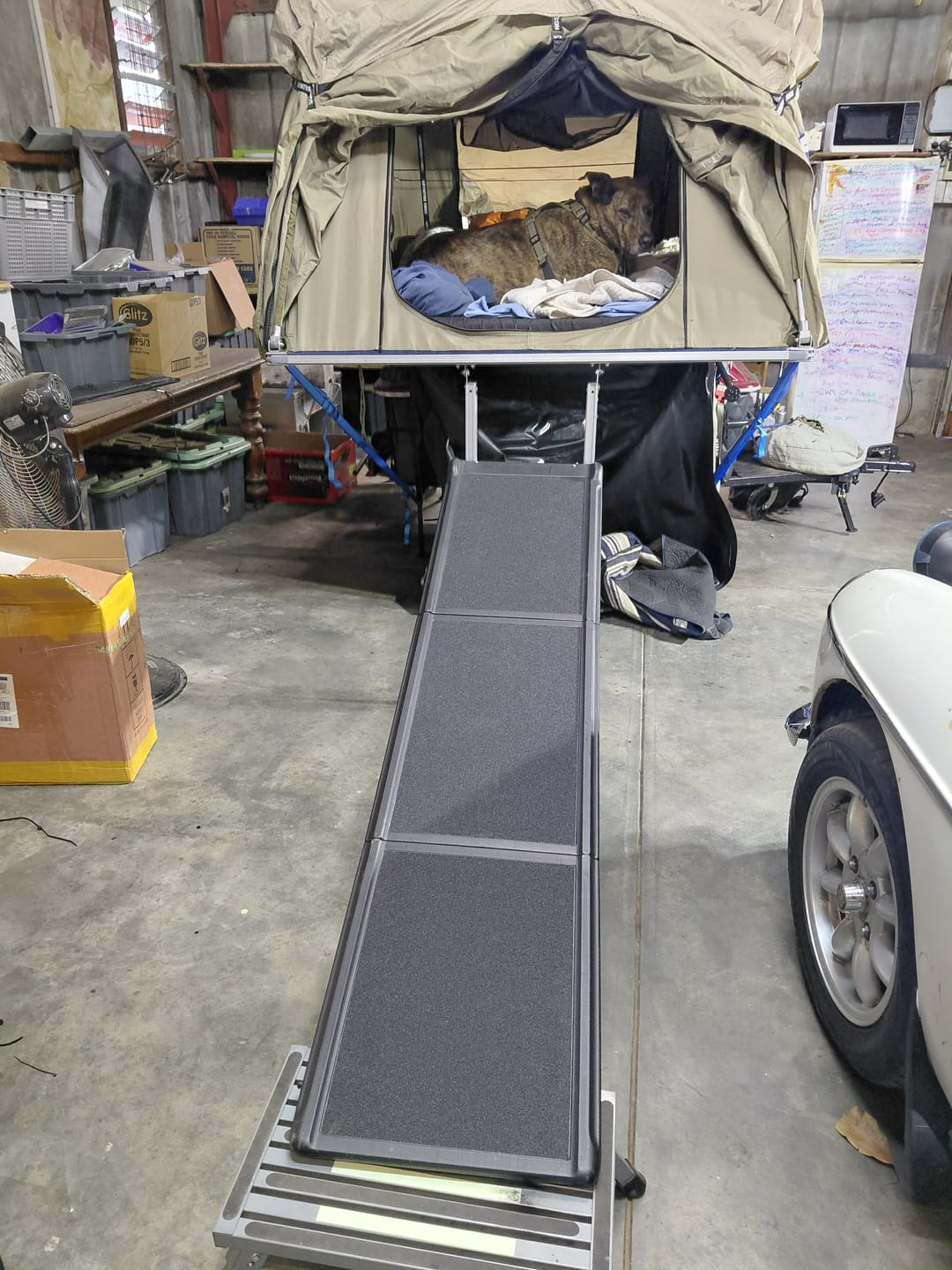 Customer photo review of Dog Ramp for Car Foldable