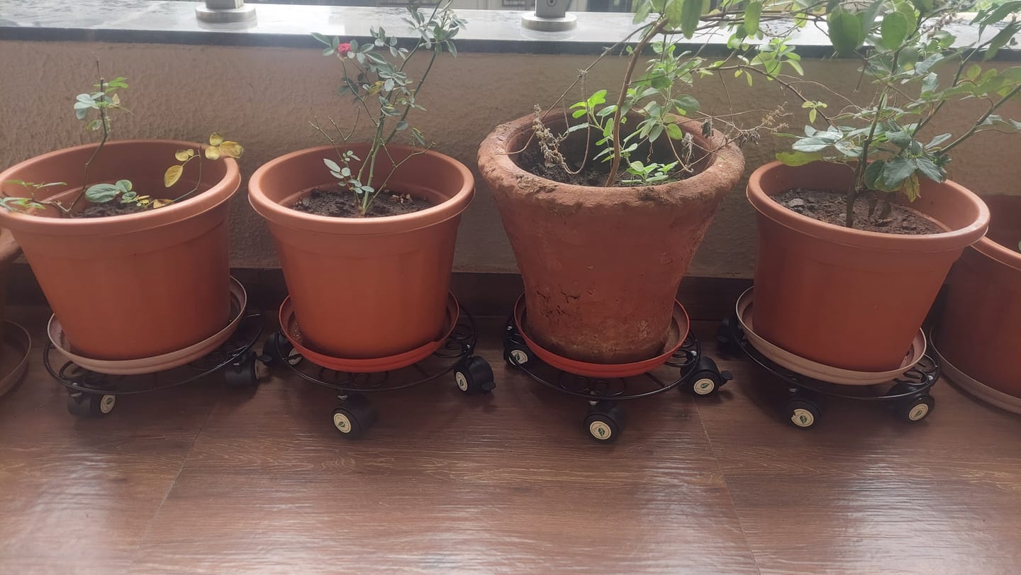 Customer photo review of TryGreen Luna Wheel Rolling Plant Stand for Planters