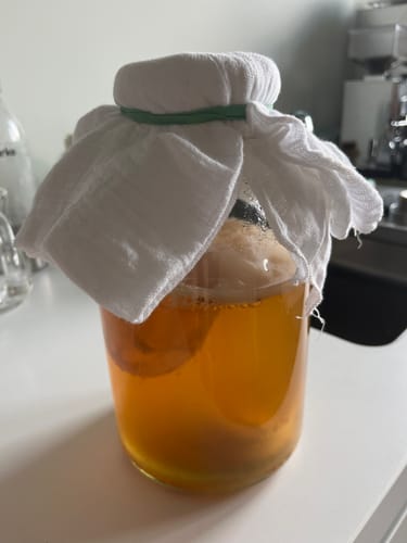 Customer's Kombucha Tee Pilz fermenting in a glass jar covered with a white cloth.