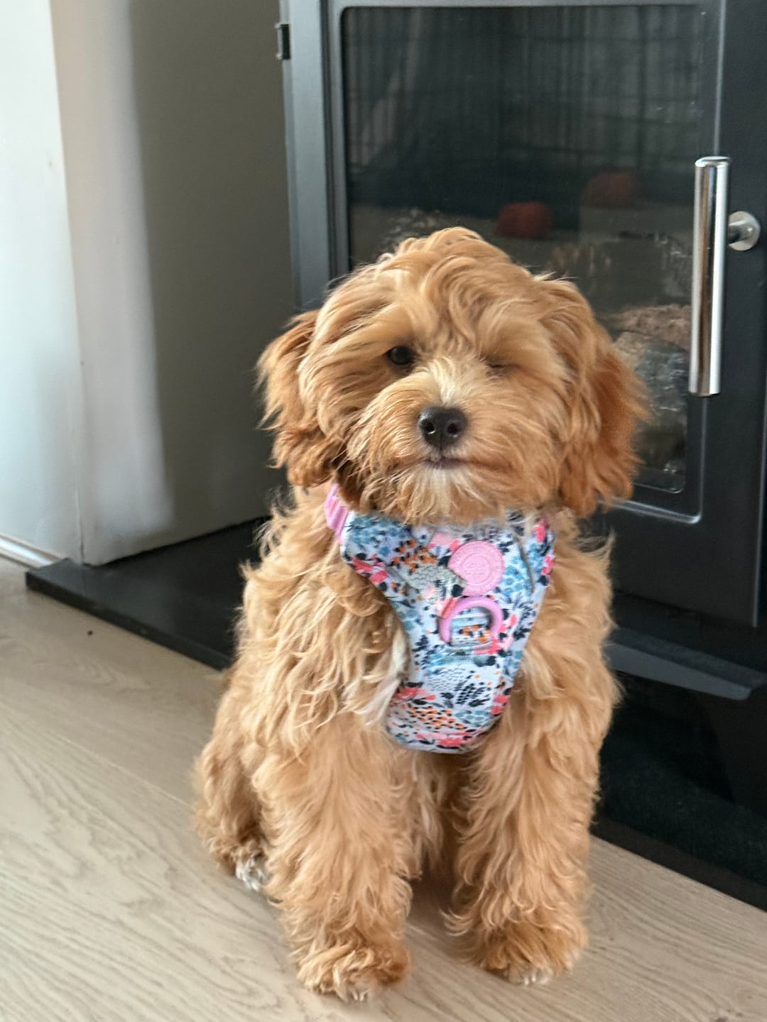 Customer photo review of Trail & Glow Dog Harness & Lead Set - Colour Drops - Spring Dreams
