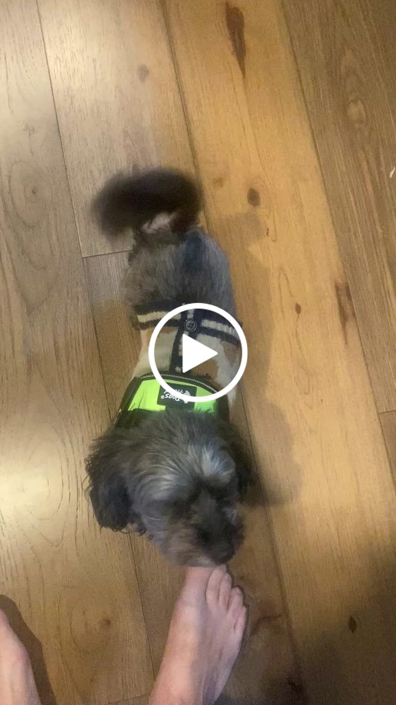 Customer video review of Dogshood ™ Easy On