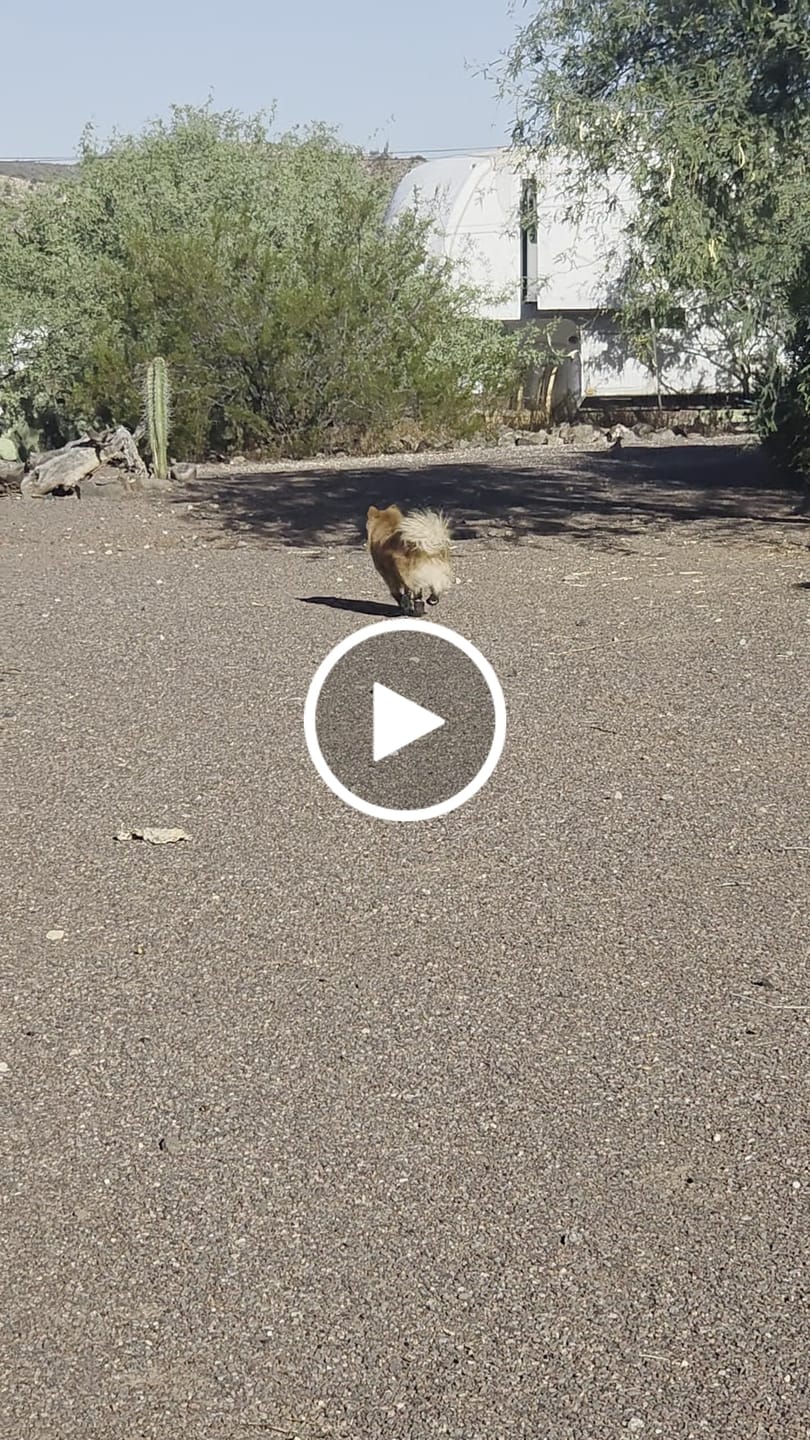 Customer video review of AIR PUP SPRINTERS - SET OF 4