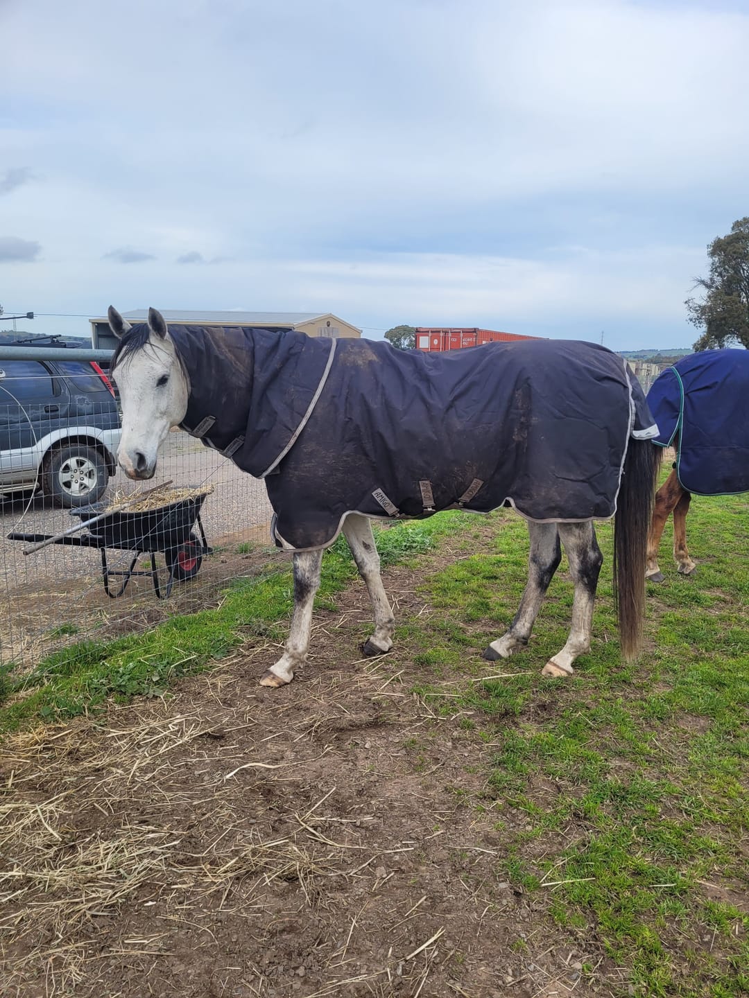 Customer photo review of Amigo 1200D Plus Turnout 250g