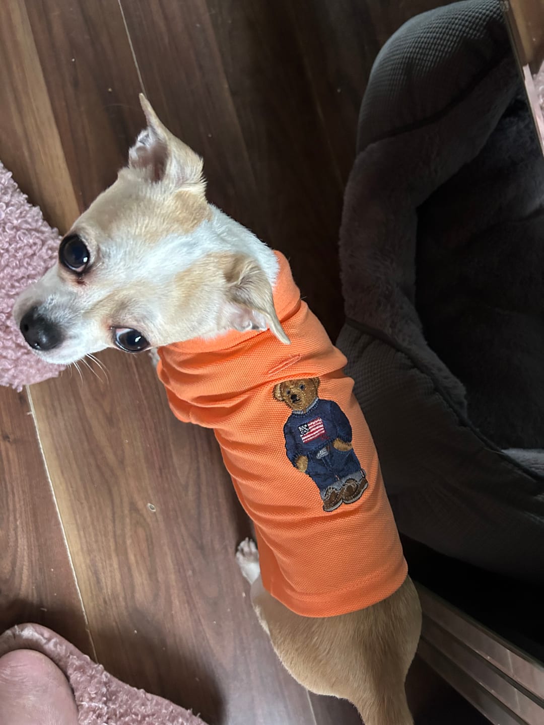 Customer photo review of Polo Ralph Lauren Dogs-Polo Bear Shirt