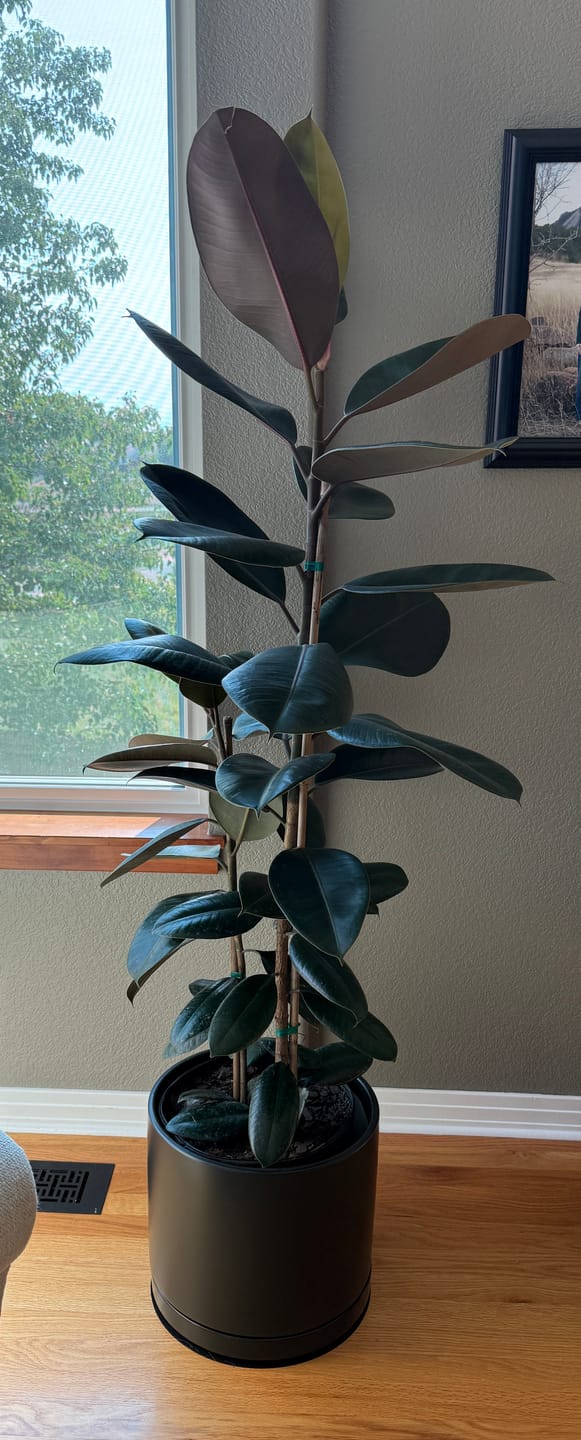 Customer photo review of Ficus Burgundy Bush, Rubber Tree