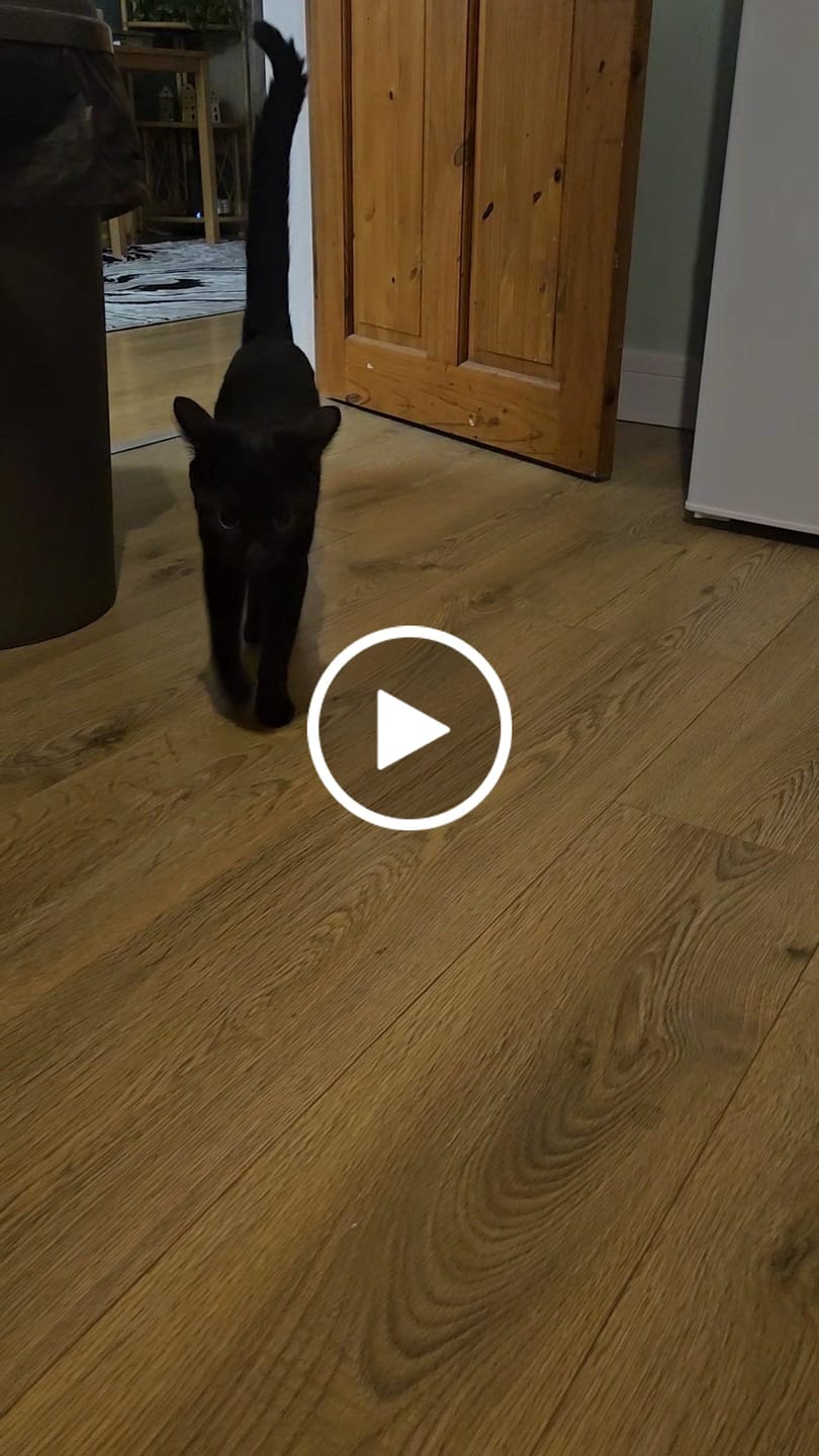 Customer video review of Cat ID Tag - Custom Engraved