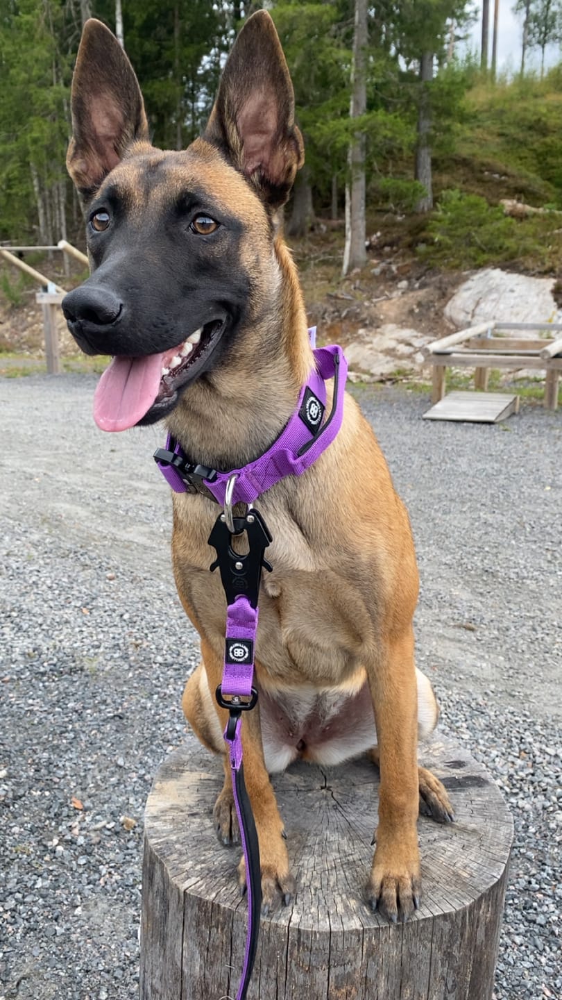 Customer photo review of 4cm Combat® Collar | With Handle & Secure Clip - Purple