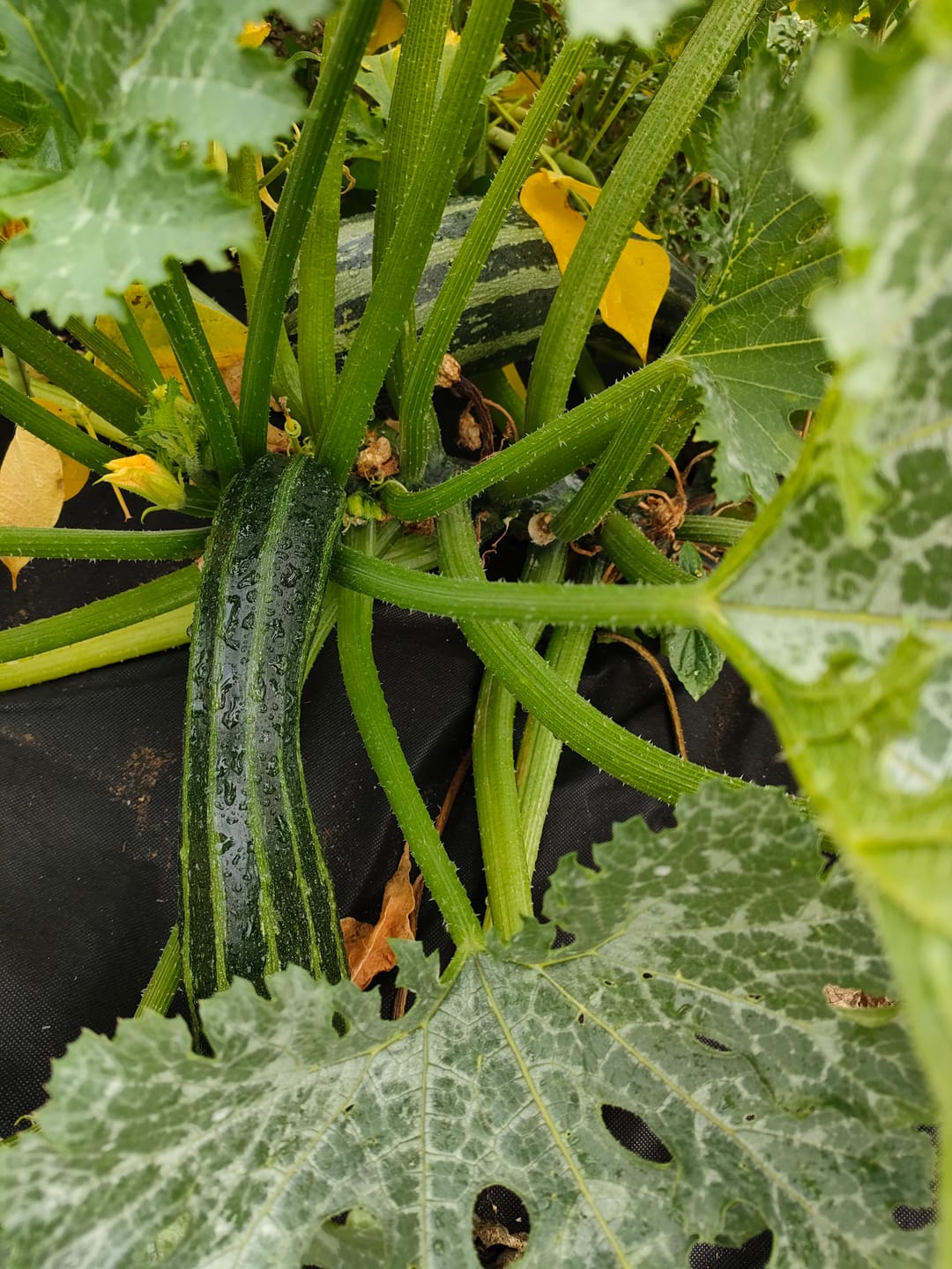 Customer photo review of Zucchini ‘Cocozelle von Tripolis’