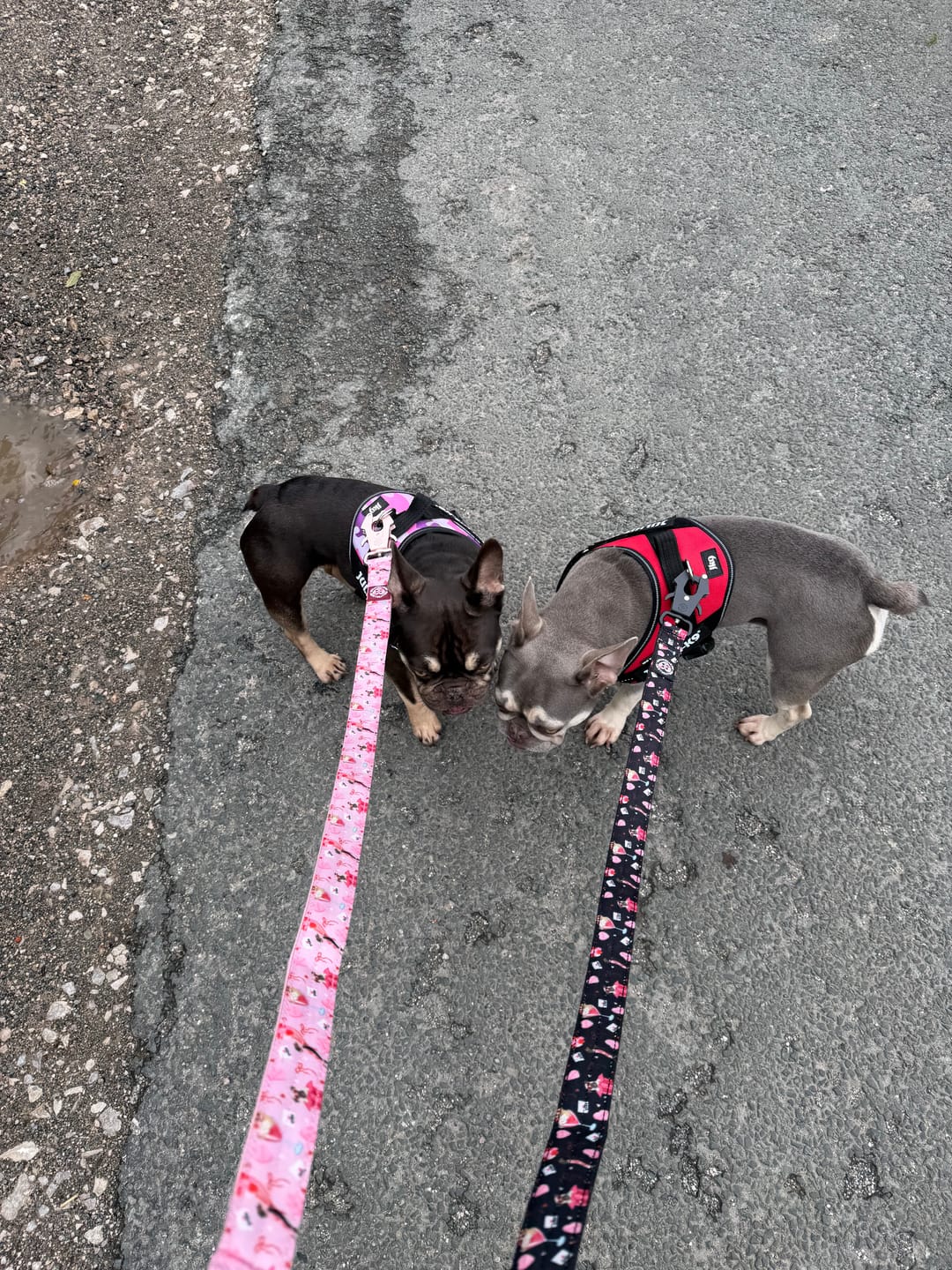 Customer photo review of 1.2m Lighter Swivel Combat® Lead | Dark Love Edition