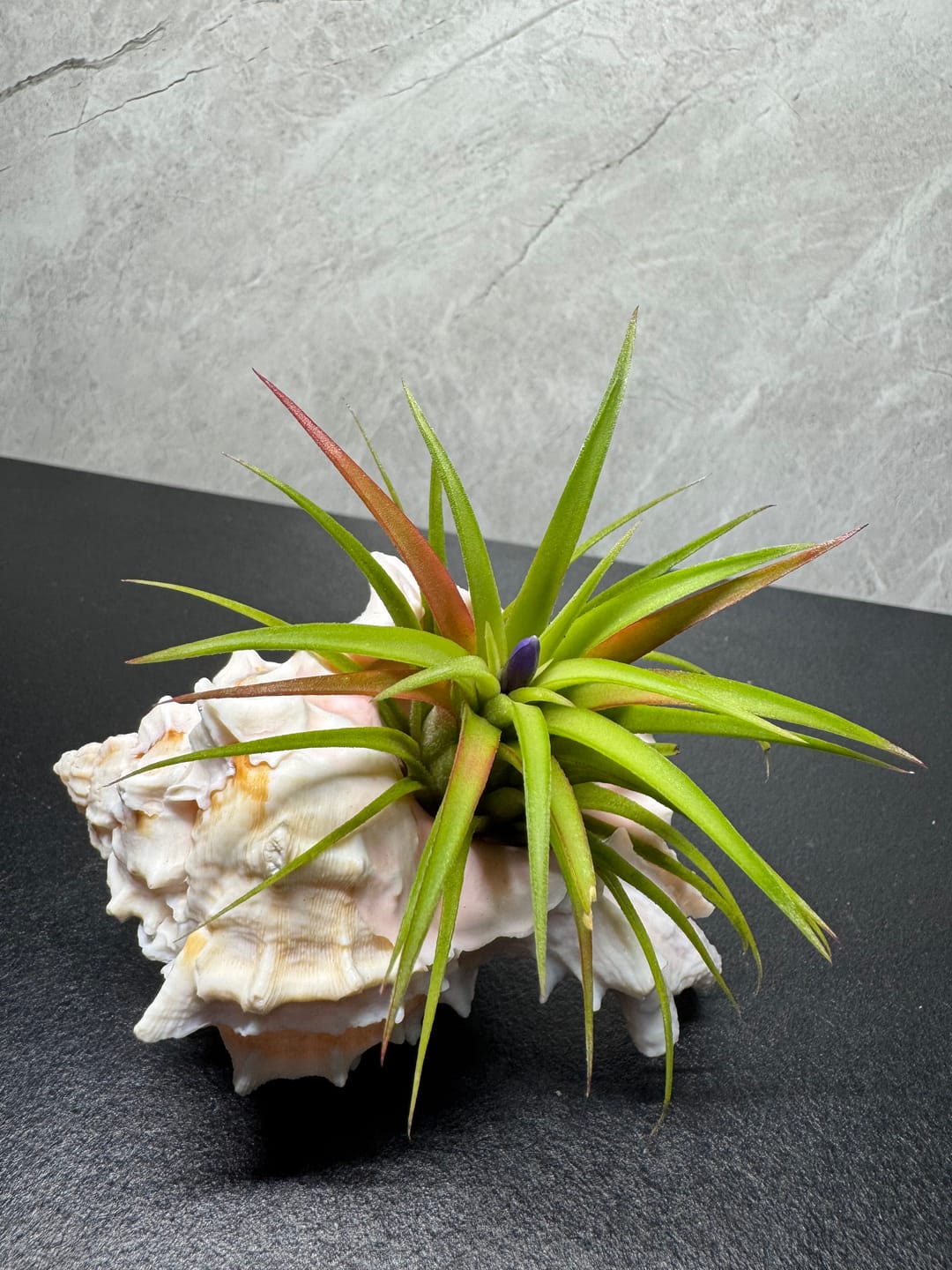 Customer photo review of Wholesale Capitata Medium  (Minimum Order 5)